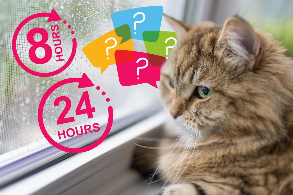 How Long Can Your Cat Be Left Home Alone?