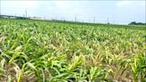 雲林玉米受災 每公頃救助4.1萬