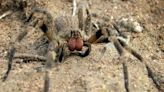 Armadeira: picada da aranha mais perigosa do Brasil pode provocar ereções de duas horas, convulsões e taquicardia