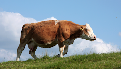 Farm's slurry lagoon plans approved