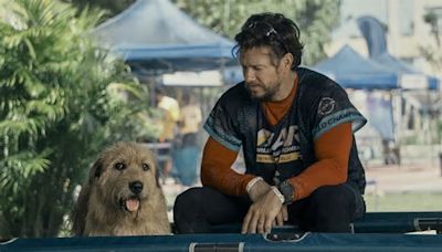 TRÁILER: Sí amas a los perros y a Mark Wahlberg tienes que ver la película "Arthur: Una amistad sin límites"