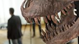 Teen T-Rex Ate Baby Dinos as a Last Meal, Fossil Study Reveals