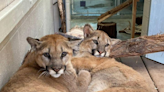 Two rescued mountain lions, including one that made headlines, coming to The Living Desert