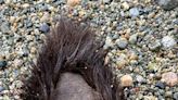 Bear paw found on beach near Myrtle Point