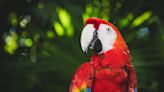 Precious Macaw Is the Picture of Bliss While Enjoying a Well-Deserved Massage