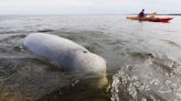 Where you can watch beluga whales that travel in from the Arctic