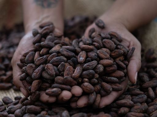 Barry Callebaut Slumps as Cocoa Prices Pressure Chocolate Demand