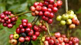 Robusta coffee prices hit record high due to supply shortage | Mint