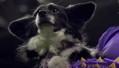 Nimble, la primera perrita mestiza en ganar ¡el Westminster Kennel Club!