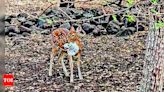 Plastic Waste Threatens Wildlife at Tulsishyam | Ahmedabad News - Times of India
