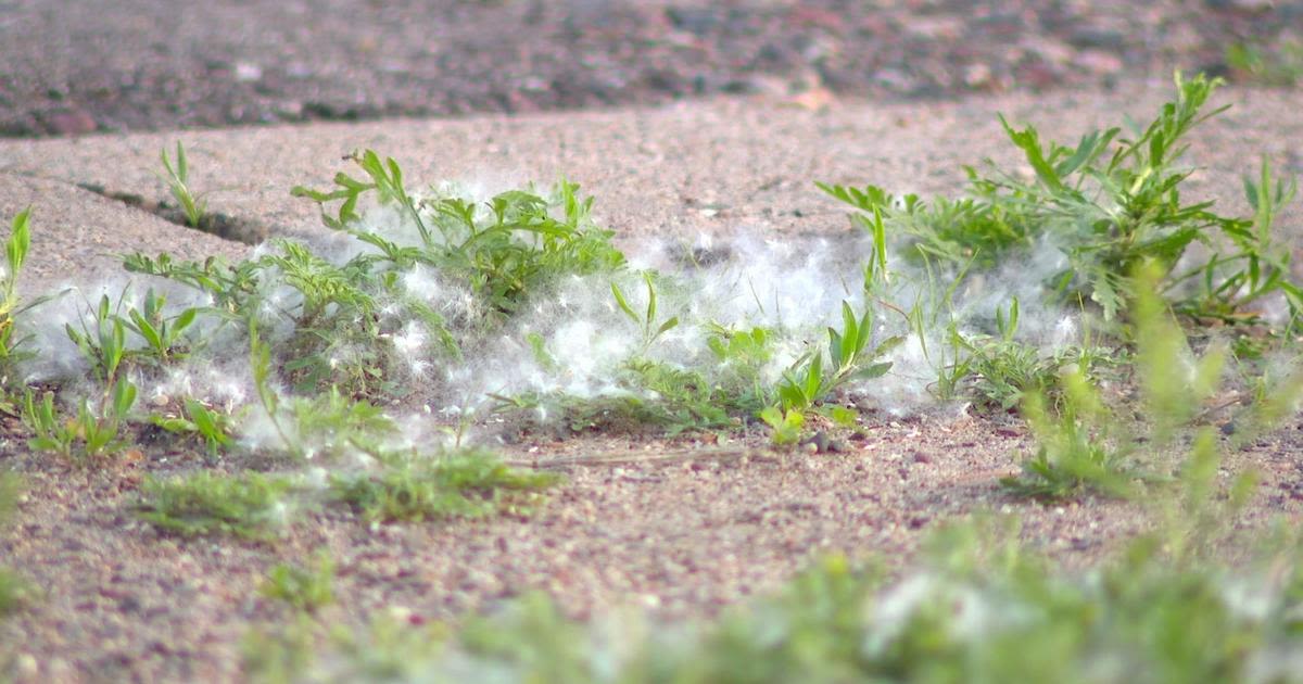 Cottonwood season in full swing in Minnesota, causing allergies to go into overdrive