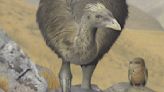 Patterns of moa extinction inform modern bird conservation