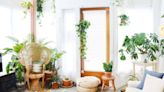 5 Trendy Houseplants Experts Say You’re About to See Everywhere