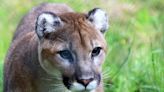 Cougar spotted on Red Deer park trail