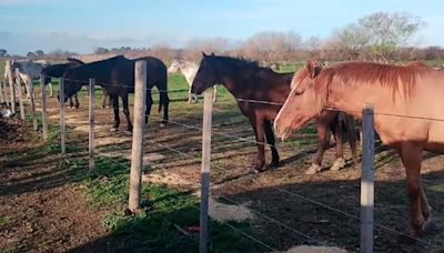 La historia de los caballos que fueron rescatados del maltrato animal y ahora esperan para ser adoptados