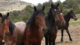 Temporary fencing project approved in south Reno in favor of Virginia Range horses