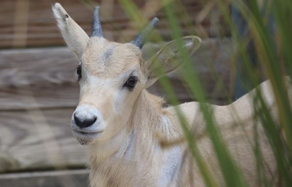 Walt Disney World celebrates Mother's Day with birth of rare antelope