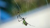 Could Venomous Flying Spiders Be Dropping in on You Soon?