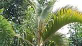 In The Garden: Bottle palm is salt-tolerant, perfect for islands