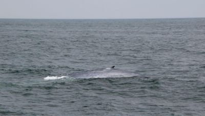 Rare sighting of a blue whale — largest animal on earth