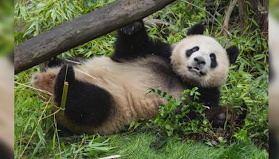 熊貓「雲川、鑫寶」落戶聖迭戈動物園 料今季亮相