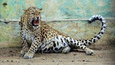 Gujarat: 5-Month-Old Baby Attacked By Leopard In Jamnagar; Infant In Stable Condition After Emergency Care