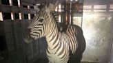 Shug the escaped zebra recaptured after nearly a week on the run