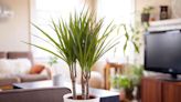 23 Houseplants You Can Grow Even If You Don't Get Much Sun