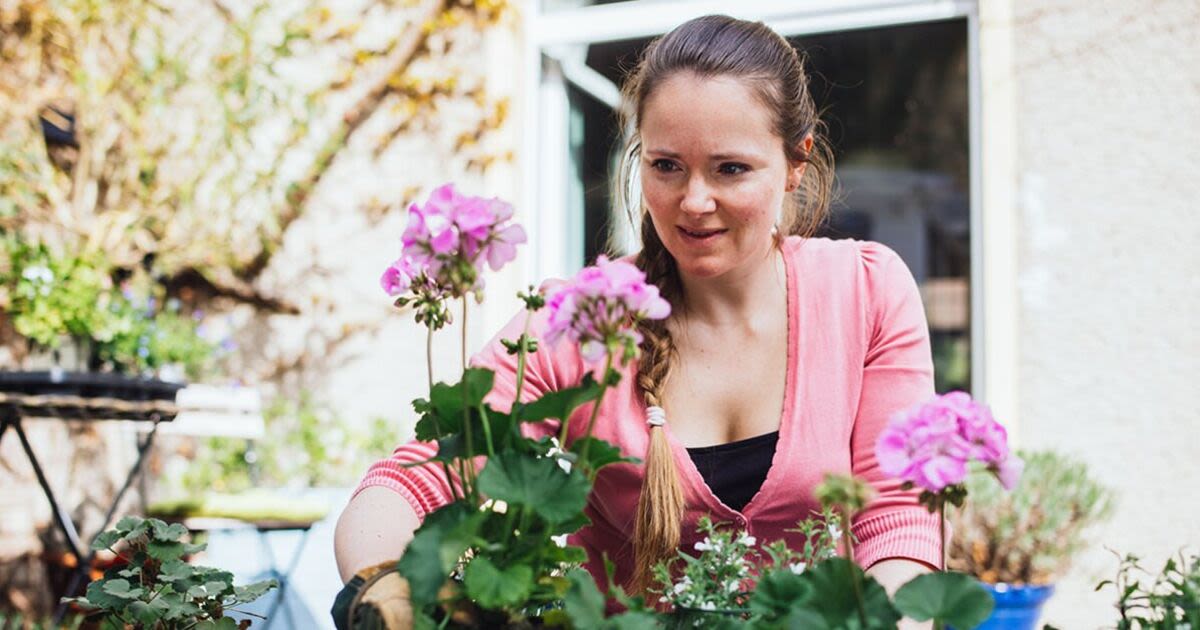 Monty Don tells all on how to keep your delphiniums flowering for months longer