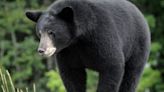 Washington considers reinstating spring bear hunt