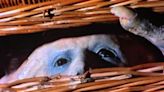 Basket Case Limited Edition 4K UHD Release Coming This Spring