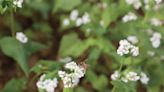 【食力】苗改場鼓勵冬季種植蕎麥 幫助蜜蜂過冬還能生產高抗氧化的蕎麥蜂蜜！