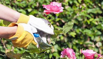 5 August gardening jobs to get done this month