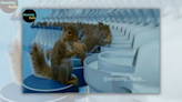 Real Squirrels Were Trained to Crack Nuts in 'Charlie and the Chocolate Factory'?