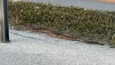 WATCH: ‘Big’ rattlesnake caught ‘hanging out’ on Dunedin Causeway