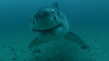 Sharks will be back off Long Island and NYC beaches