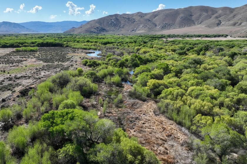 How a water scientist hopes to save California habitats that could be pumped dry