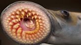 Vt. Fish & Wildlife urges public to let lampreys spawn in Connecticut River