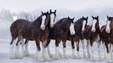 Why Advertising Directors Are Dying to Work With the Budweiser Clydesdales