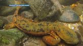 Chattanooga Zoo releases dozens of salamanders to the wild