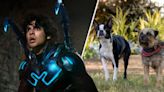 ‘Blue Beetle’ Lands At $25M+; ‘Strays’ Goes To The Dogs With $8M+ – Sunday Box Office Update