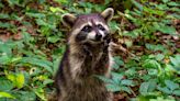 Rescue Raccoon Playing Toy Keyboard Is Music to His Mom's Ears