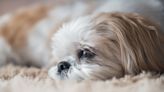 Senior Shih-Tzu Named 'Joe Pesci' Rescued From Shelter in the Nick of Time