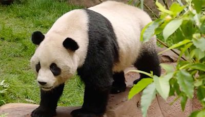 San Diego Zoo Shares First Video of Its 2 New Pandas from China