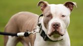 Campaigners against government's XL bully dogs ban given green light to bring High Court challenge