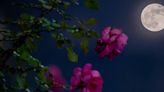 When to see April’s full moon, the Pink Moon