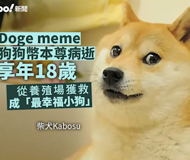 Doge meme、狗狗幣本尊病逝 享年18歲 從養殖場獲救成「最幸福小狗」｜Yahoo