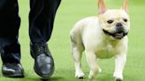 American Kennel Club reveals 10 most popular dog breeds