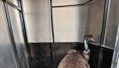 Emu named Keith finds forever home after southern Alberta highway stroll