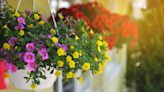 7 best plants for hanging baskets